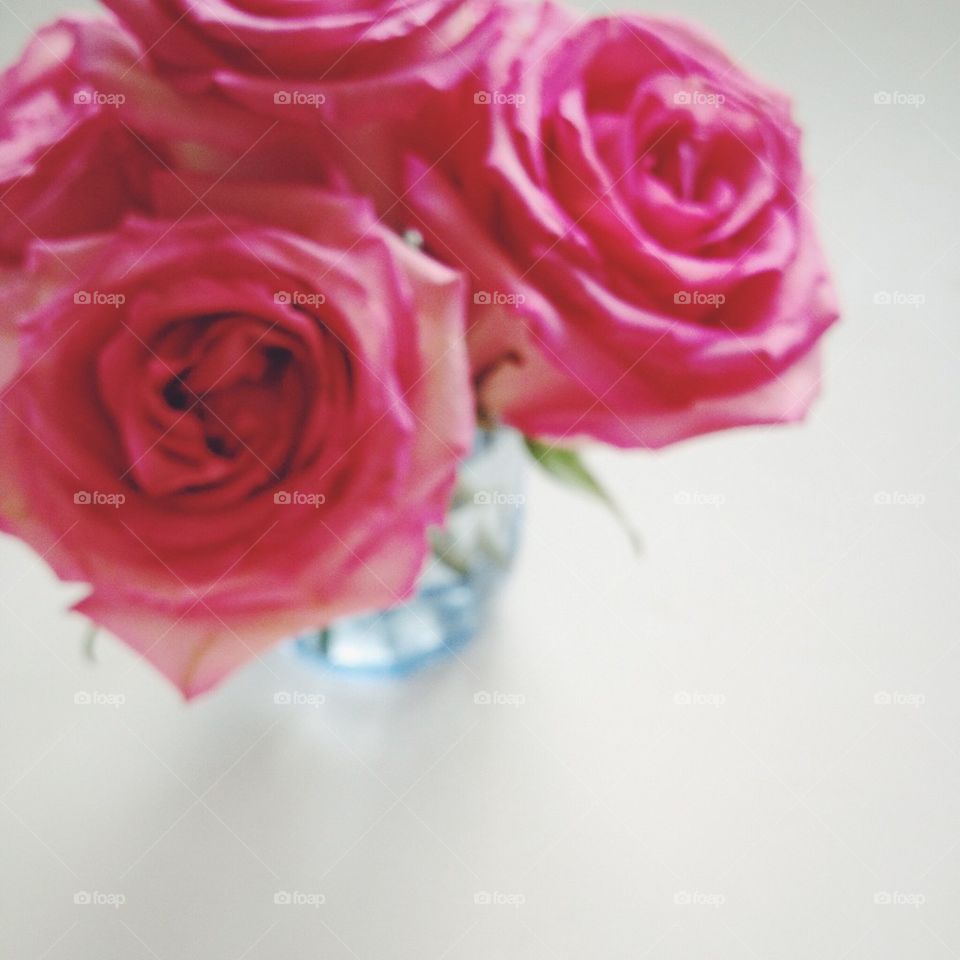 Pink Rose Bokeh 
