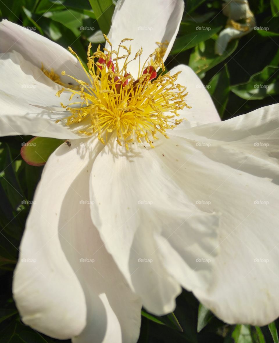 white beauty