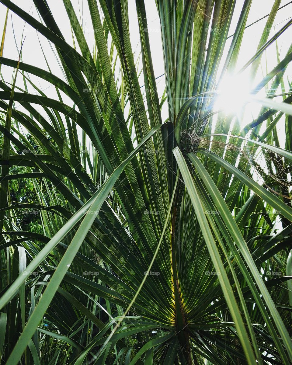 Palm tree and sunshine