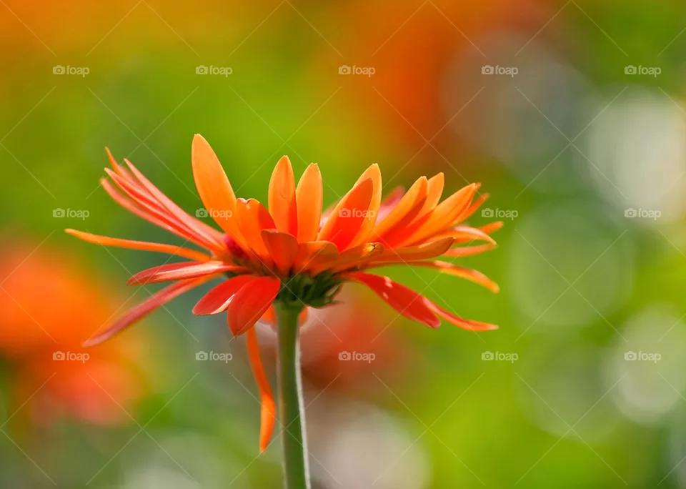 red flowers
