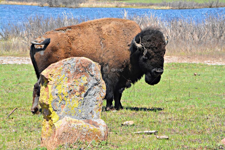 Wild Animals of The United States Foap Missions - “Oh give me a home where the Buffalo roam” in Wyoming 