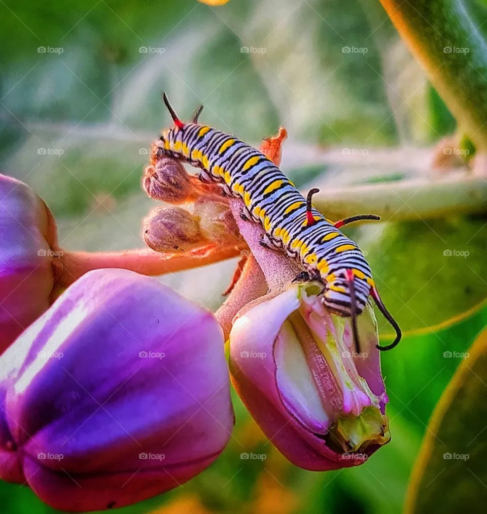 worm