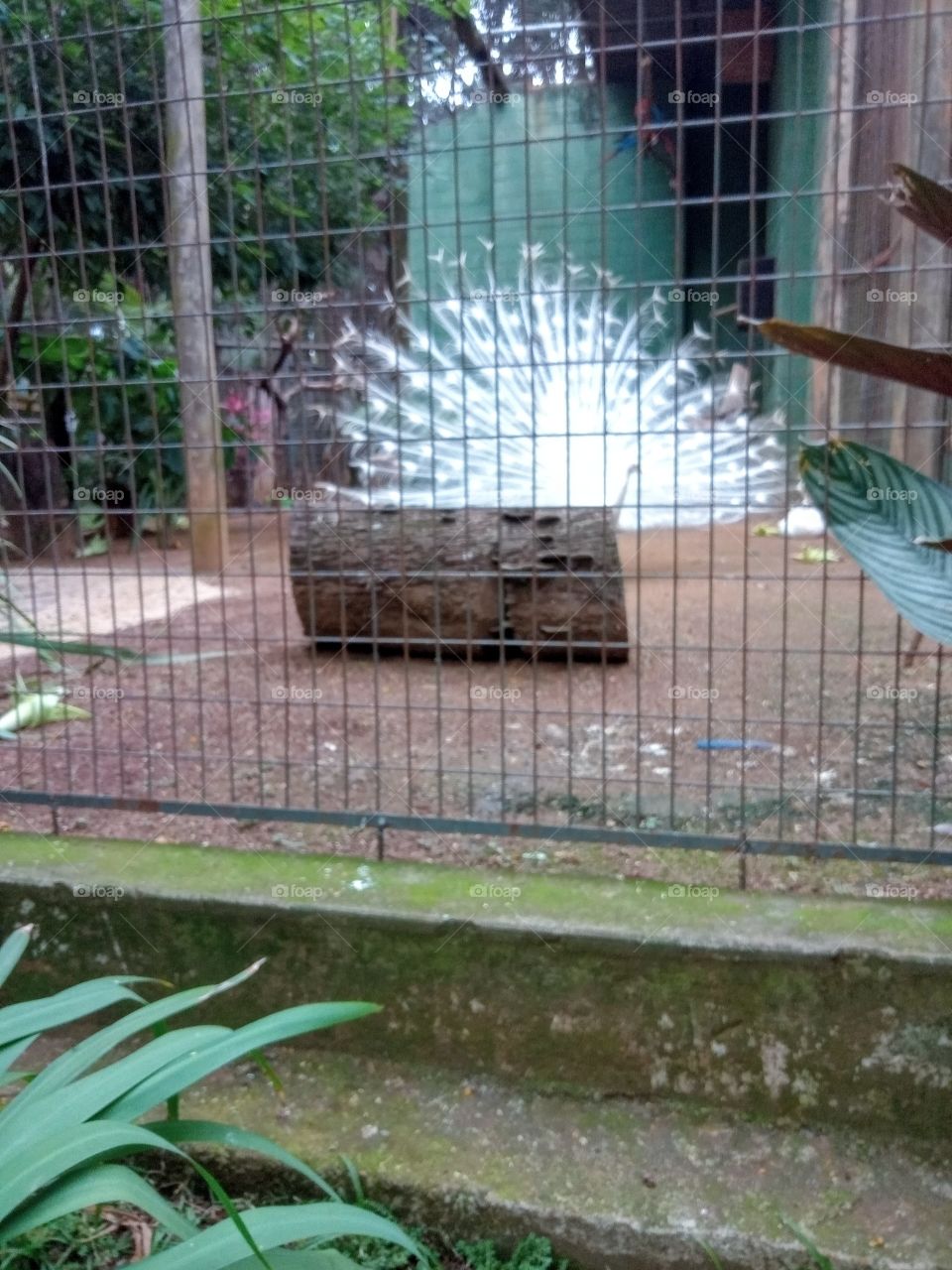 A beleza do pavão branco