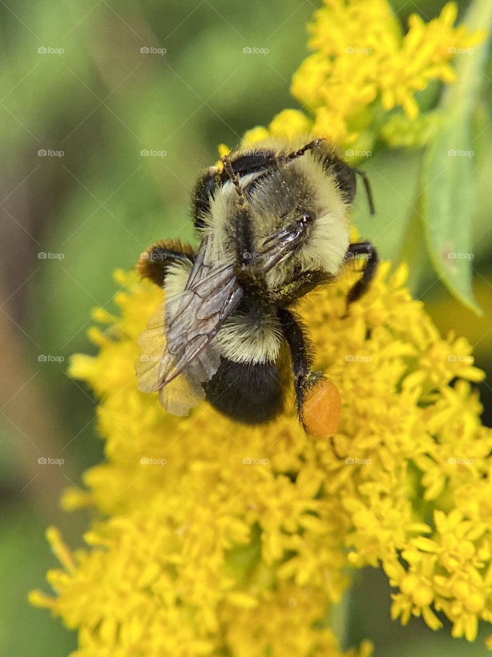 A bumble bee cleaning it's wings while taking a break from digging pollen from a bright yellow flower on a warm sunny day in late summer in 2020.