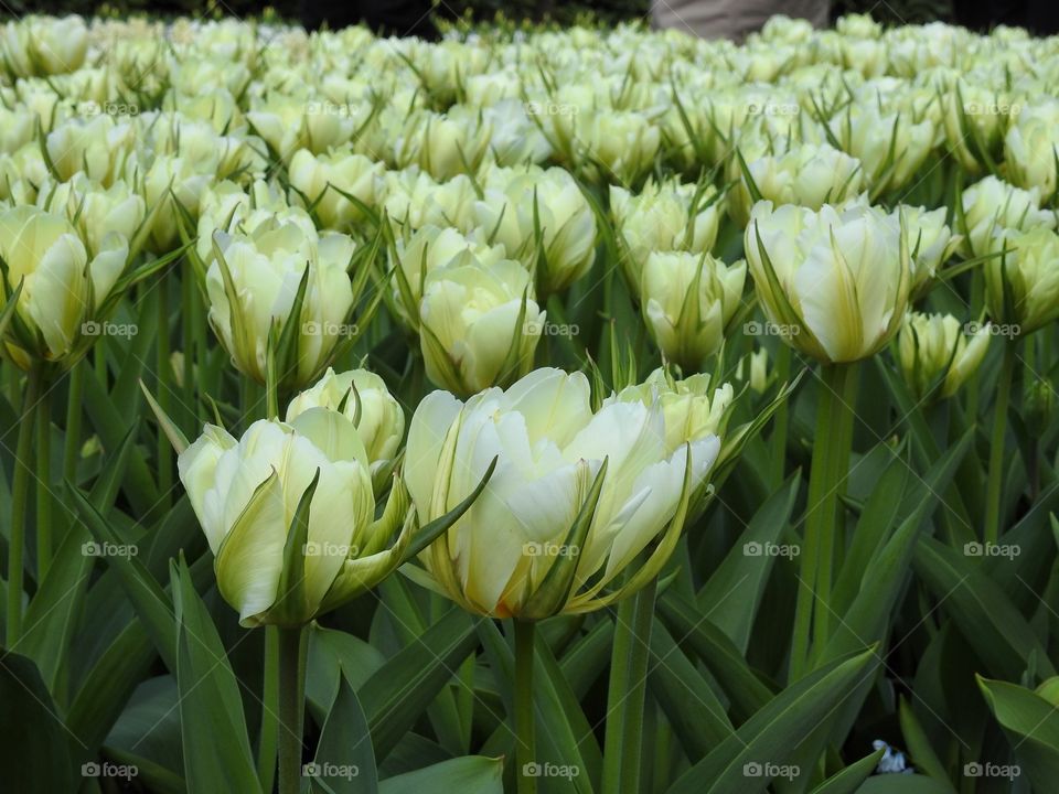 White tulips