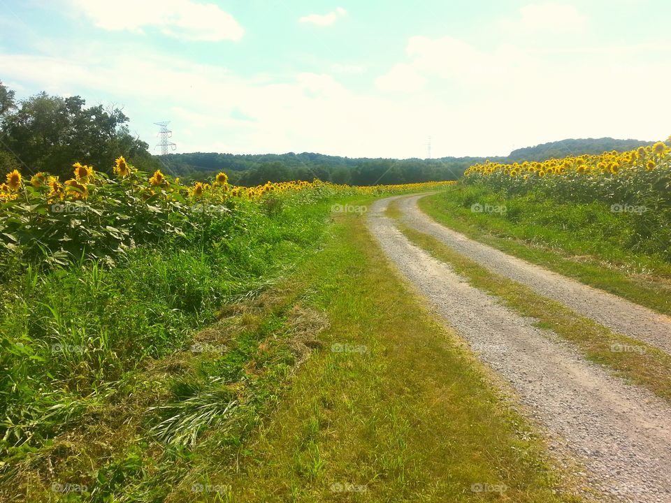 Sunflowers and a Winding Road