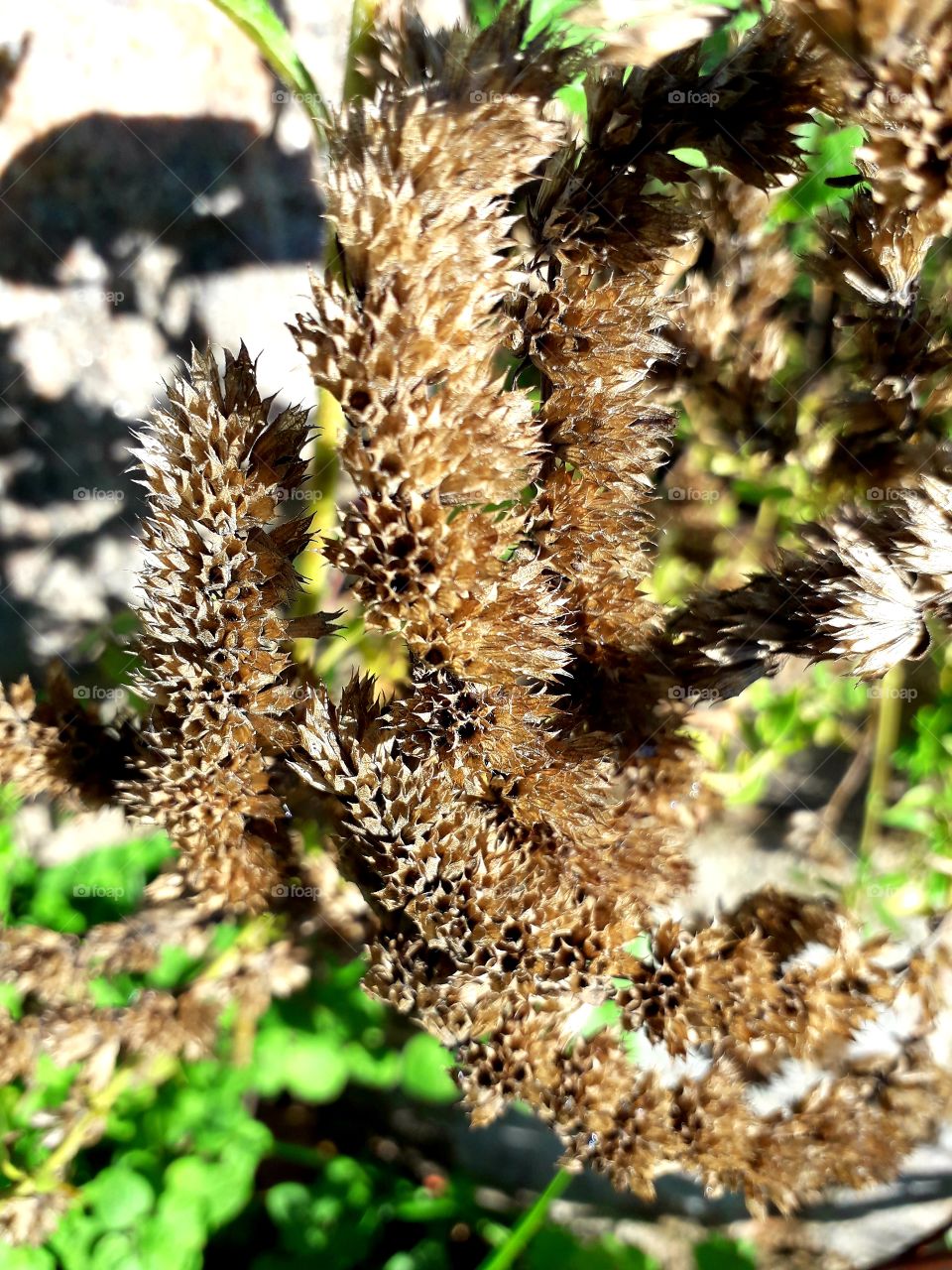 dry brown  flowers  of winter savoury with seeds