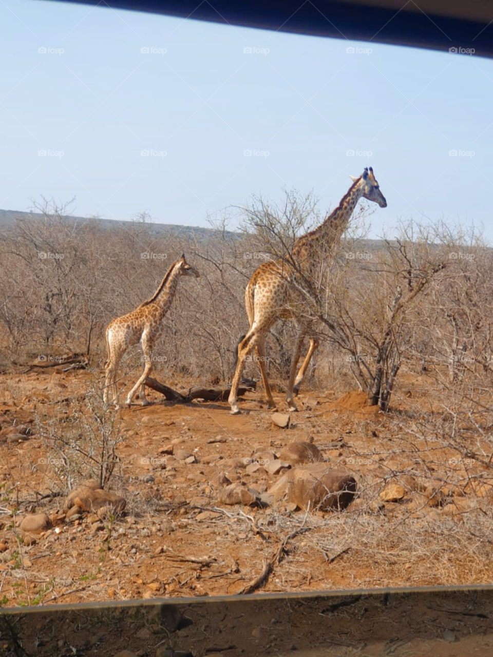 The Kruger national park is a beautiful place that makes me happy! Filled with so many amazing animals in the stunning safari.