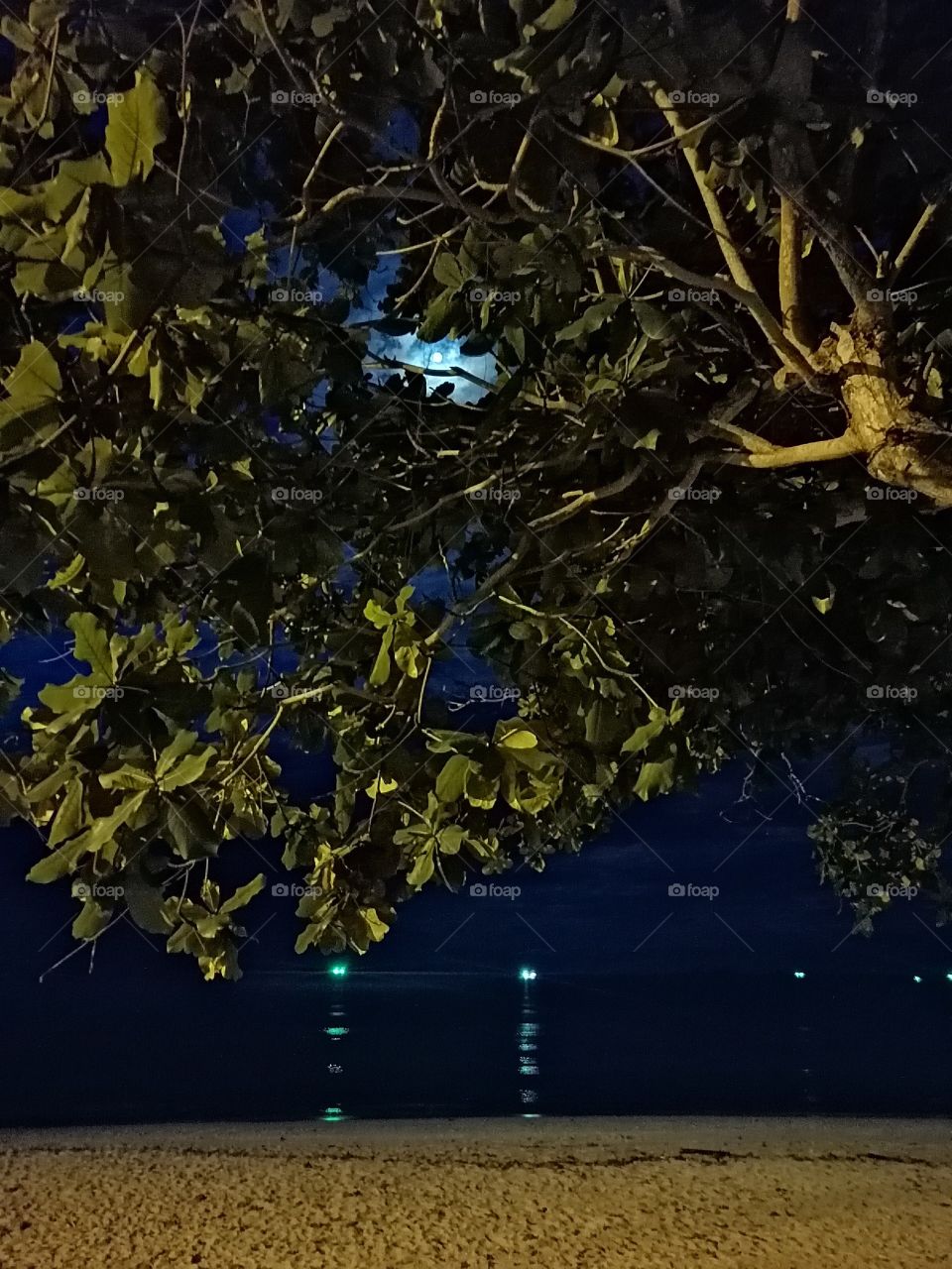 Moon Tree On A Beach