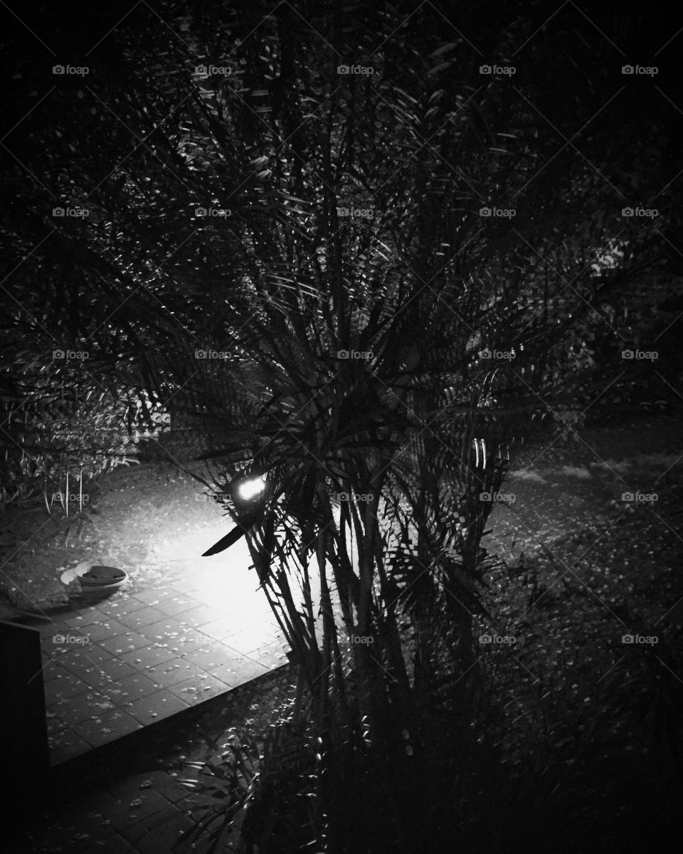 Black and white motion garden 