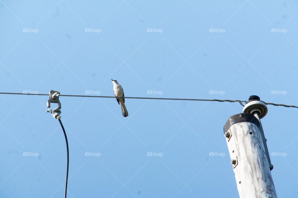 Bird on an electric power line Fairhope Alabama 