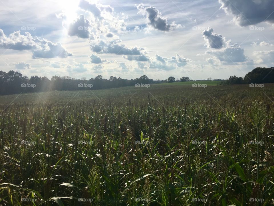 Sun rays bouncing off corn stalks