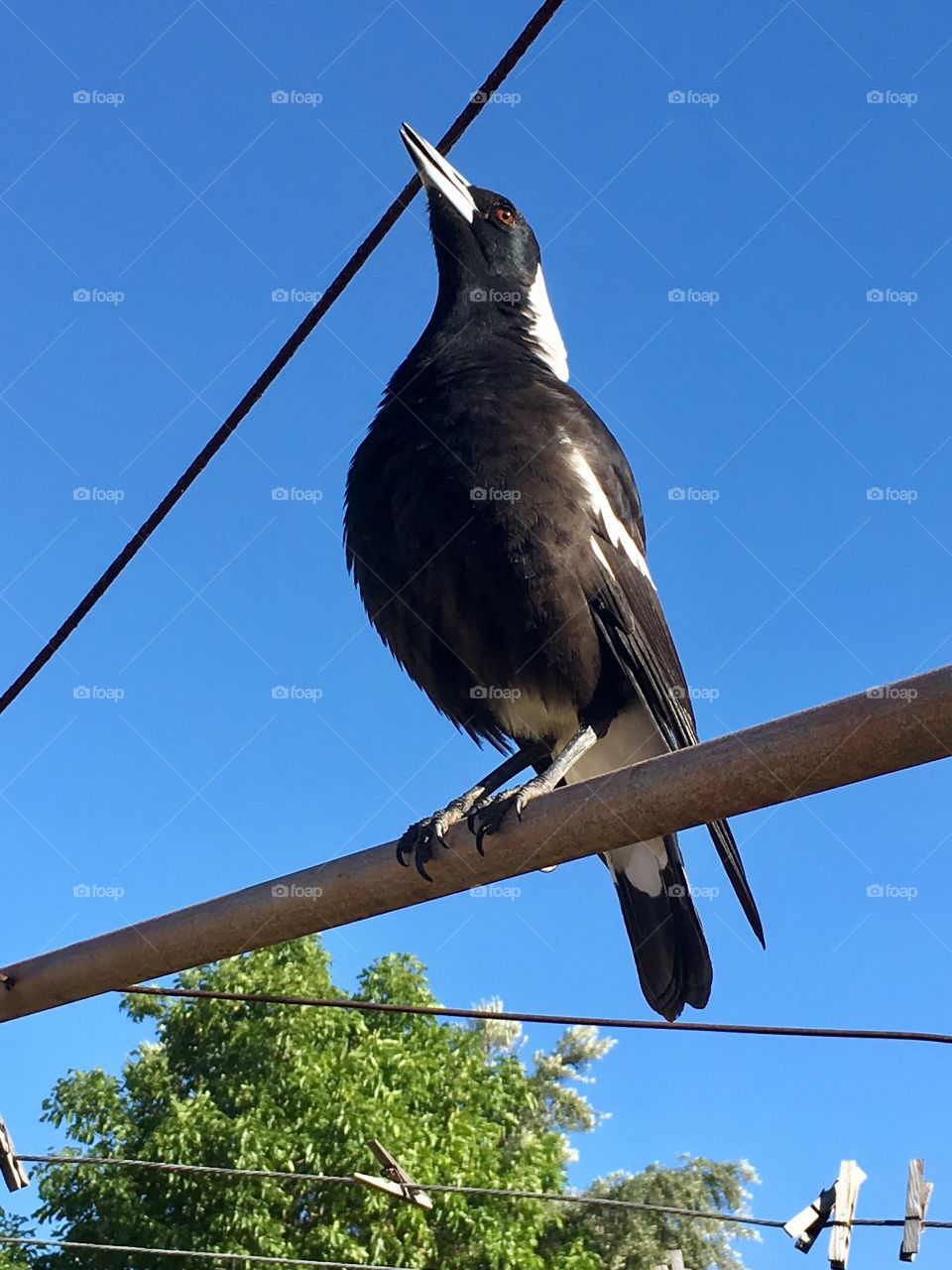 Warbling magpie on a high wire against a vivid blue sky closeup