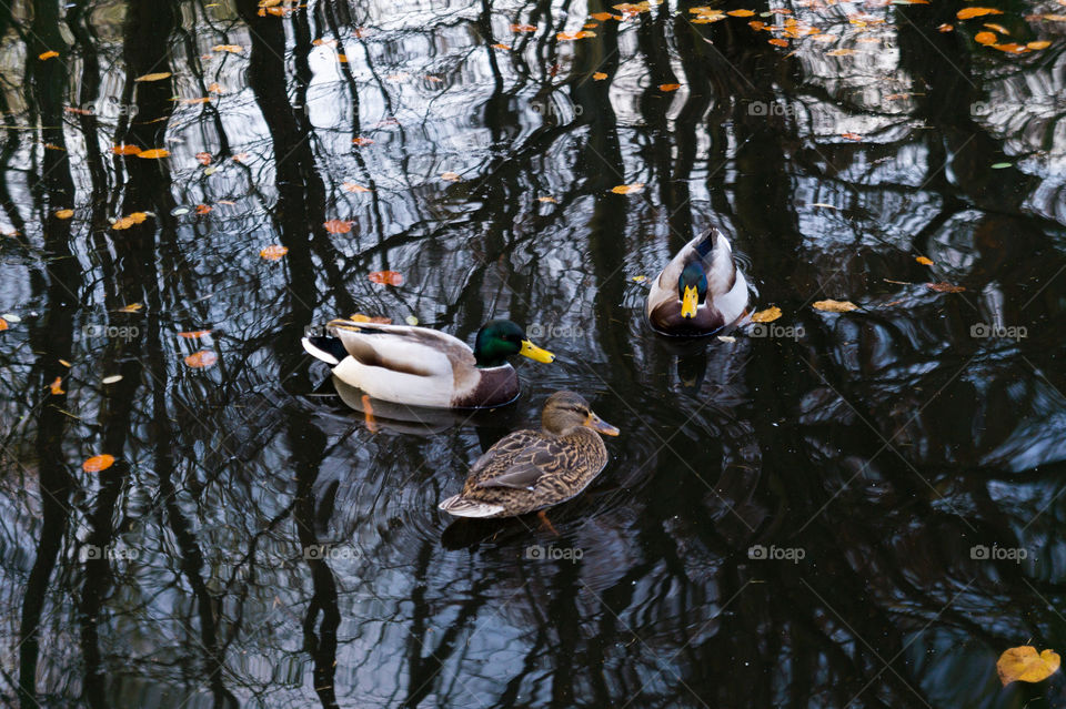 Three ducks facing each other in water