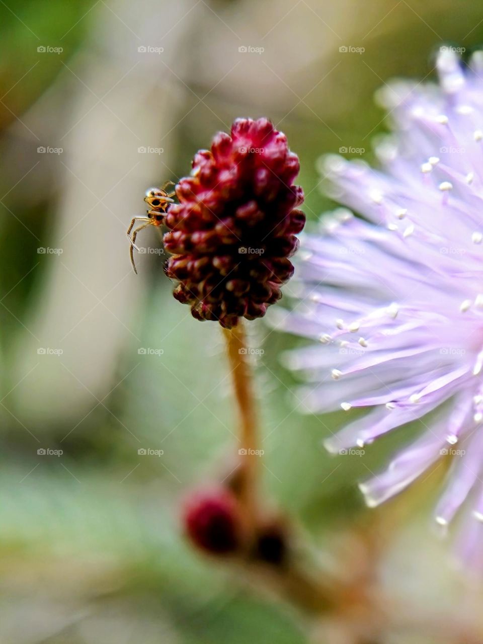 Close view of a tiny spider on the Mimosa flower bud.