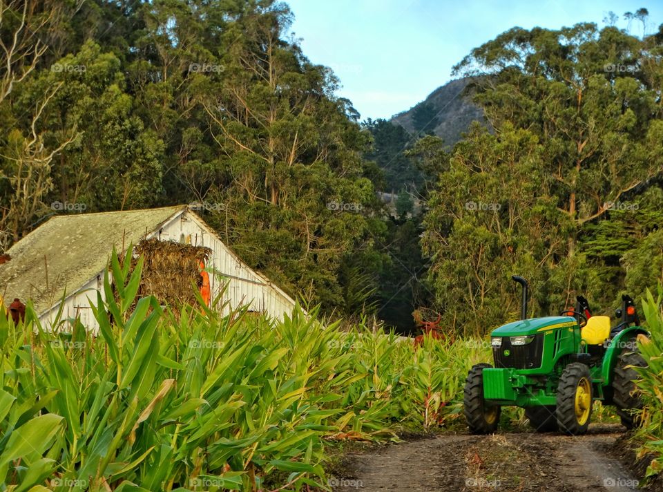 American Farm