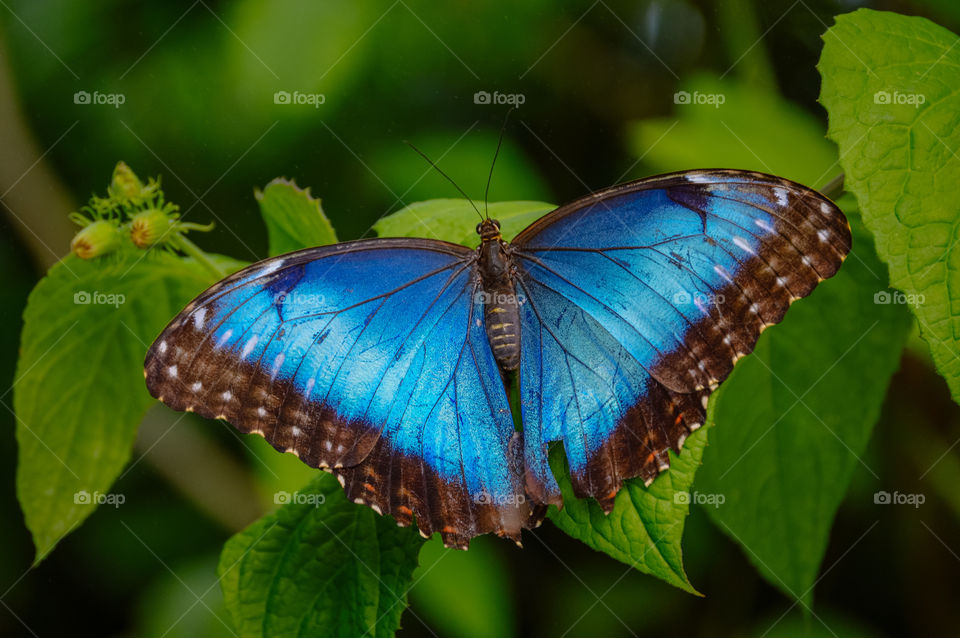 Blue butterfly posing on green leaf
