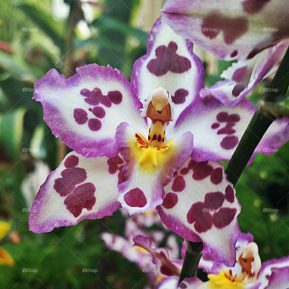 Close-up of flower