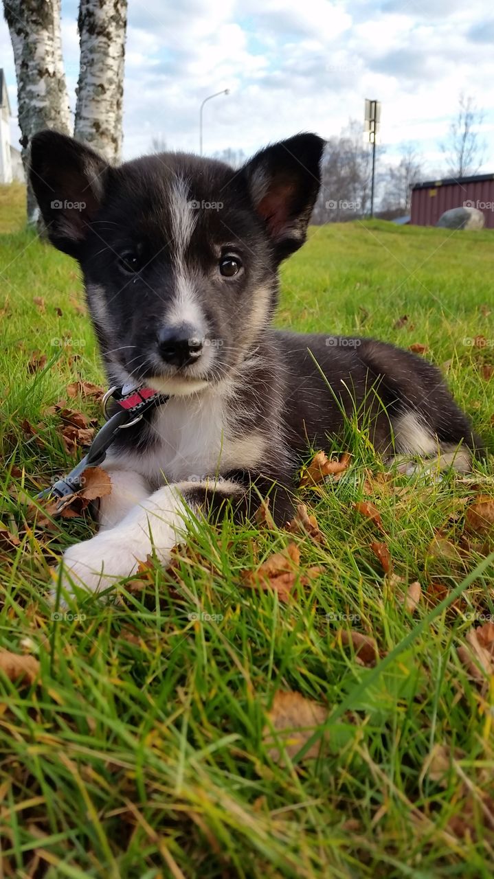 Husky puppy looking at camera