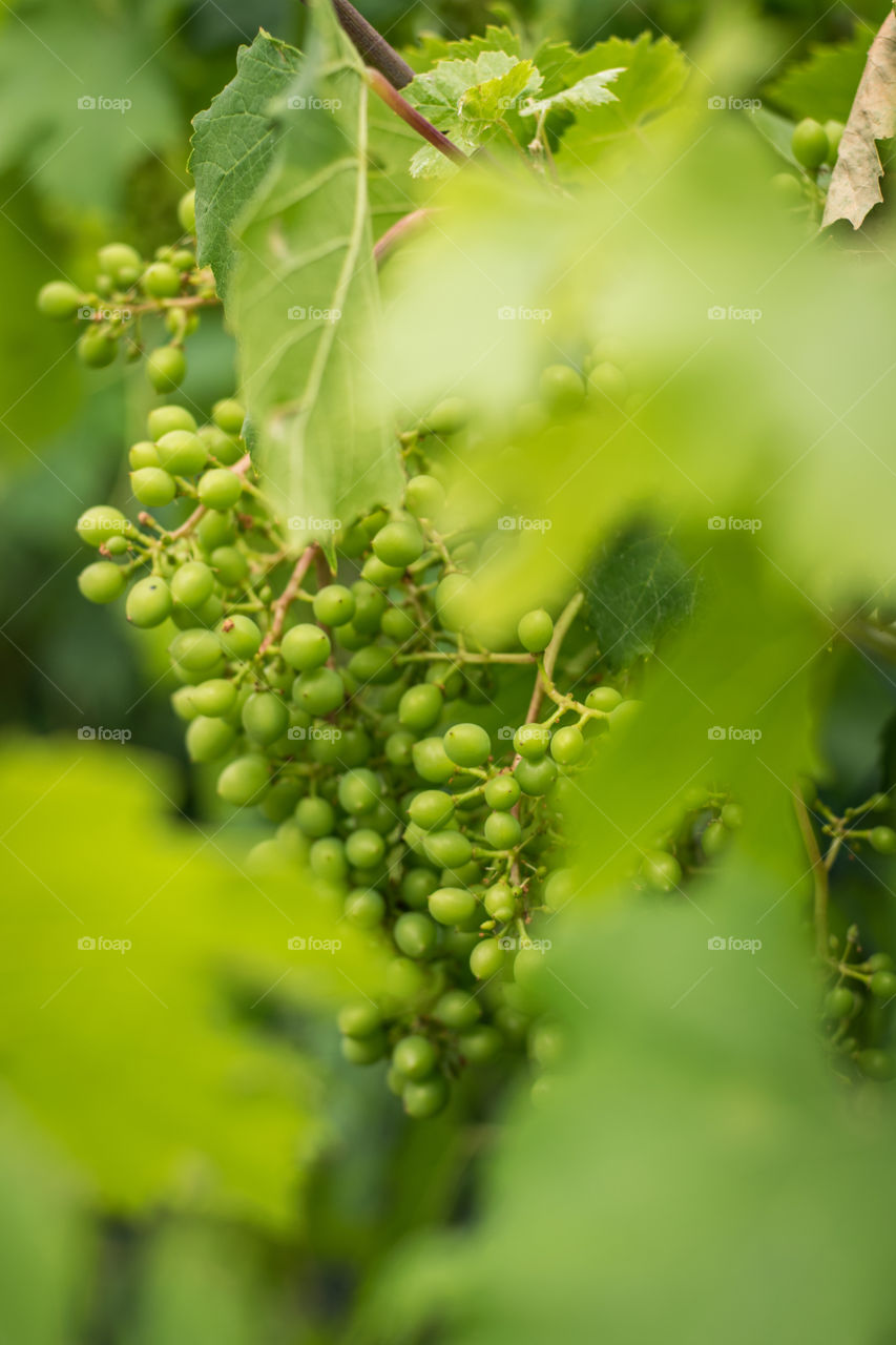 green grapes