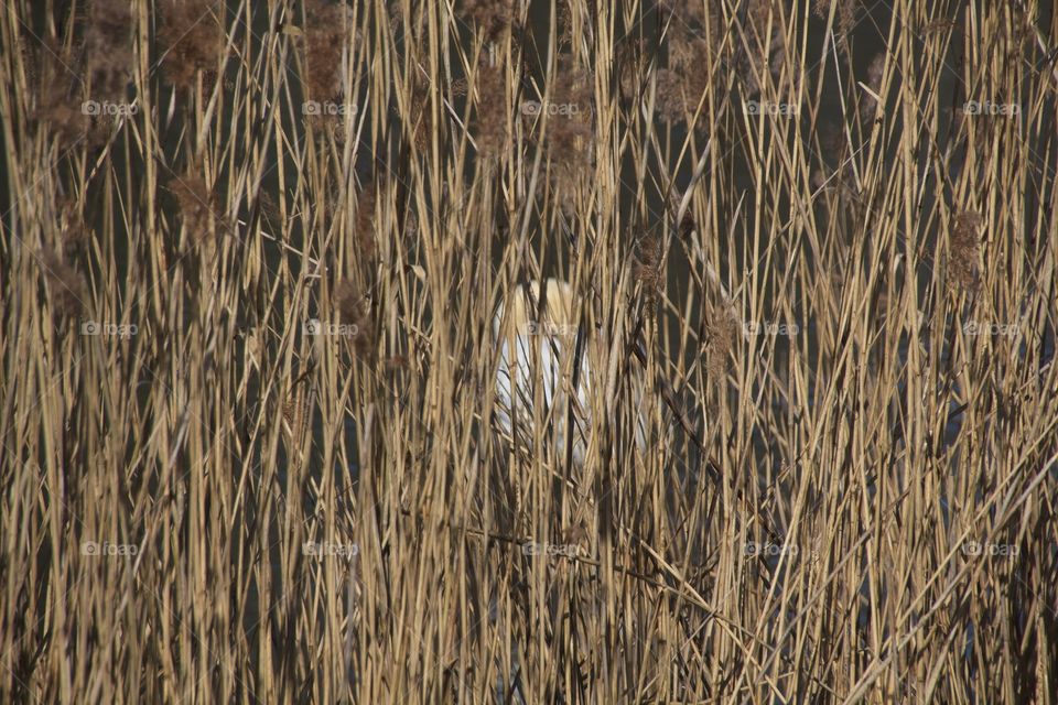close up of a white swan