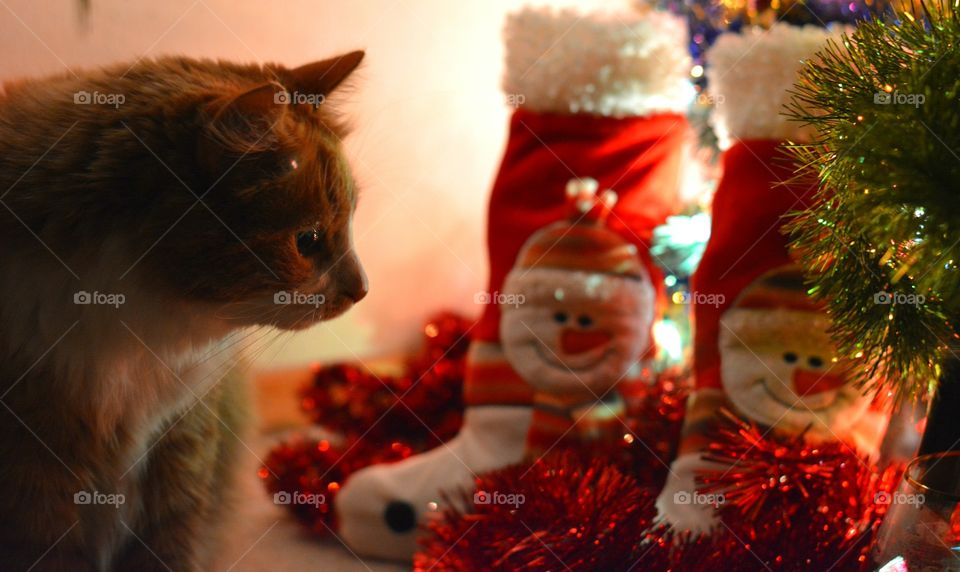 ginger cat pet funny portrait in blue bow tie Christmas time