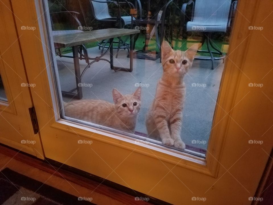 Cat, Pet, Window, Mammal, Family