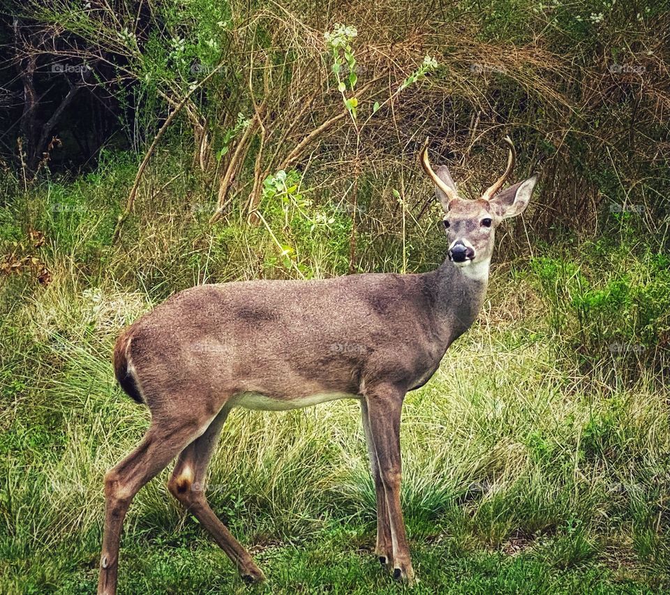 The best nature show ever
