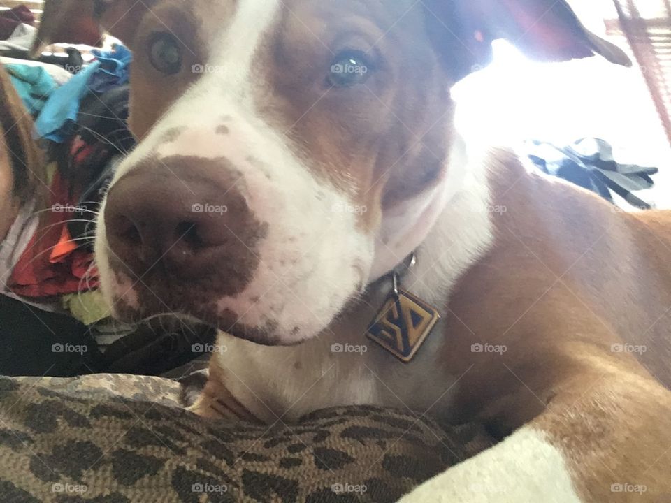 Happy rescue pitbull dog on blanket 