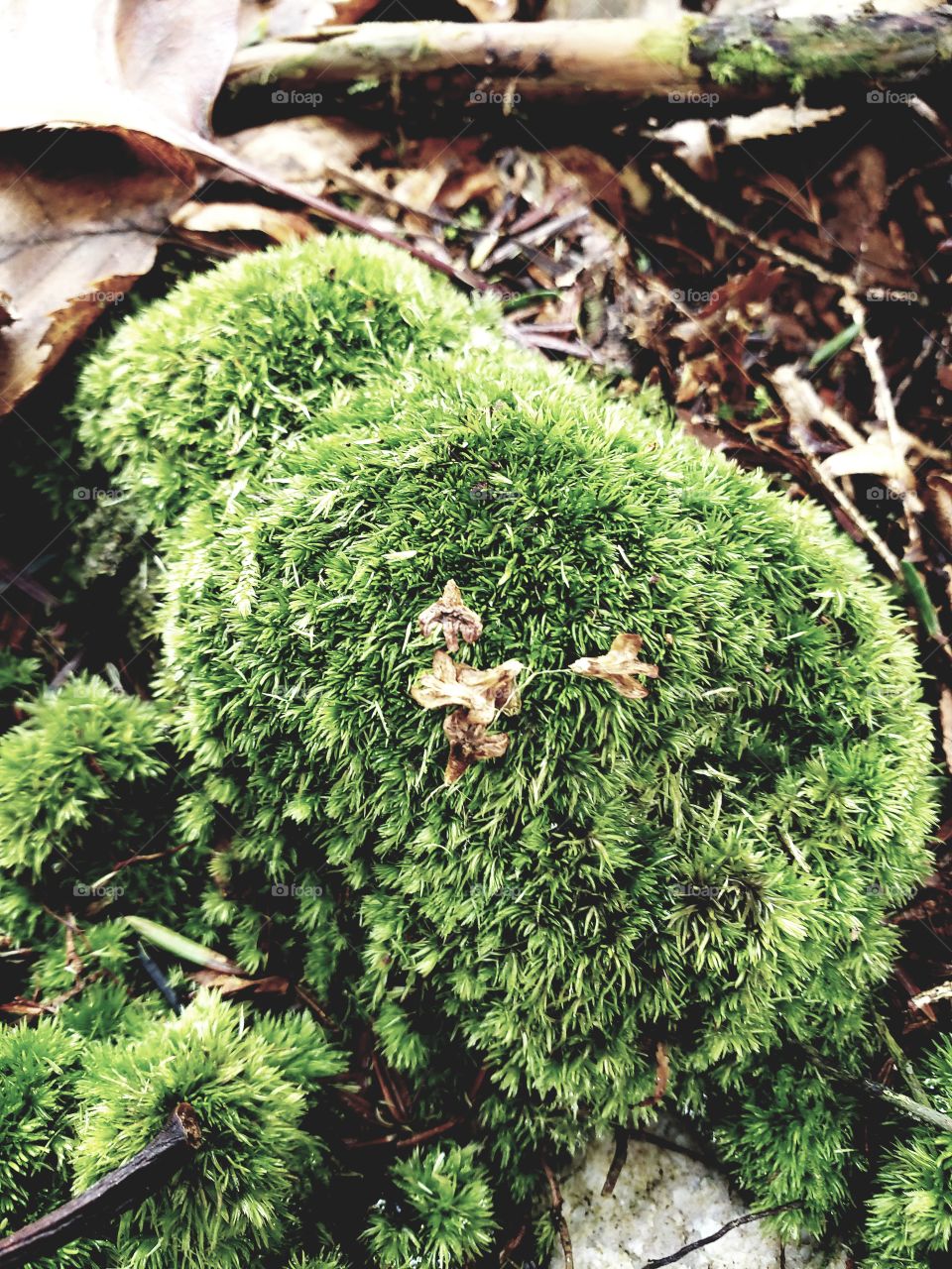 Moss