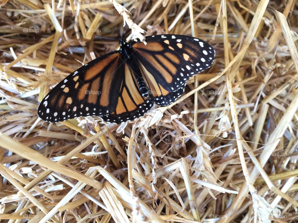 Straw & Butterfly 