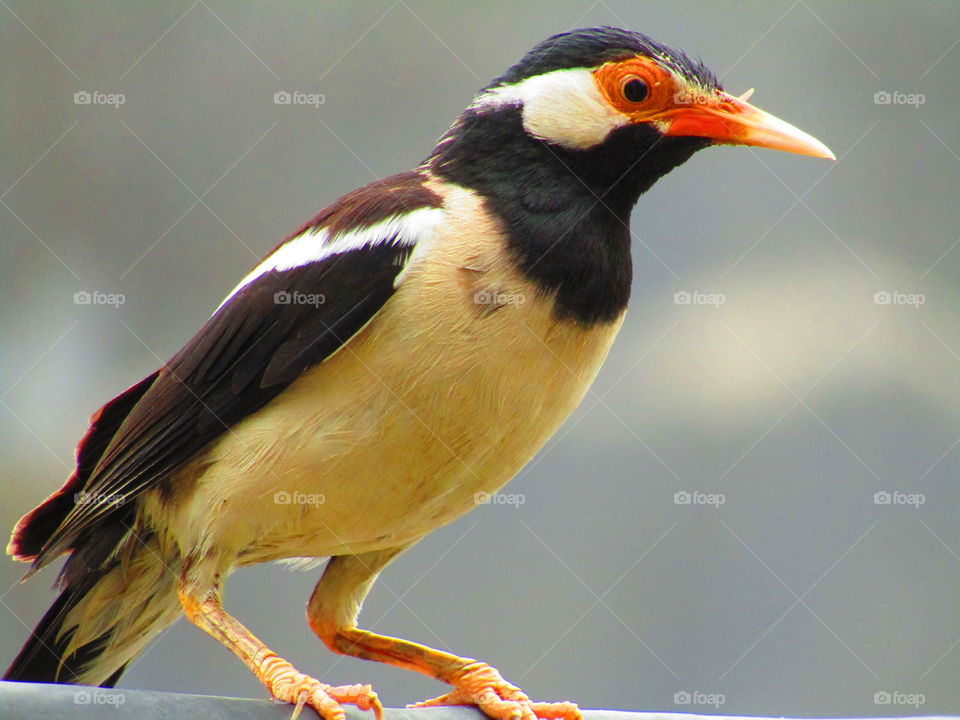 The pied myna or Asian pied starling (Gracupica contra) is a species of starling found in the Indian subcontinent and Southeast Asia.