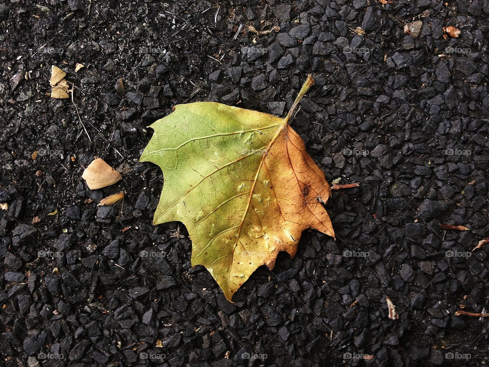 italy leaf fall autumn by olijohnson