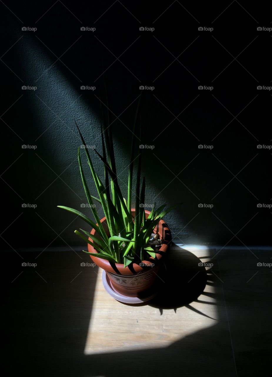 Photo of indoor plant with light