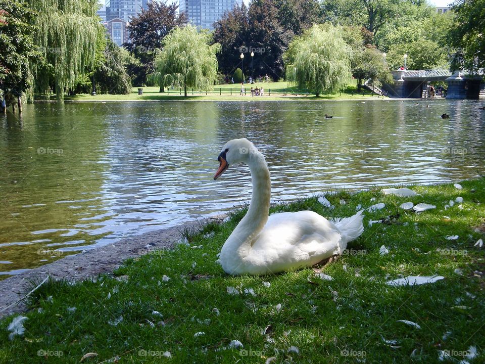 Swan sitting in the park