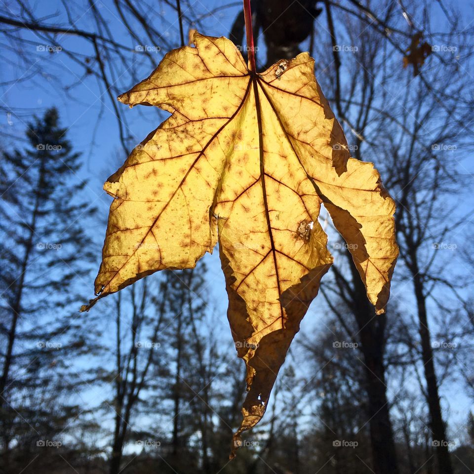 Close-up of autumn leaf