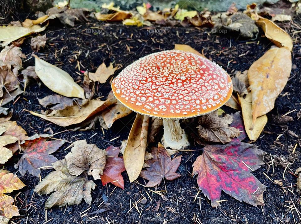 Red fly agaric in the forest 