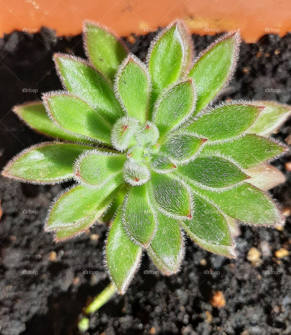 Hairy, yet beautiful :)