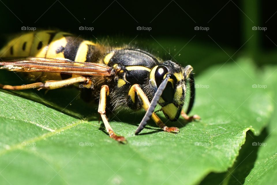 Macro Wasp