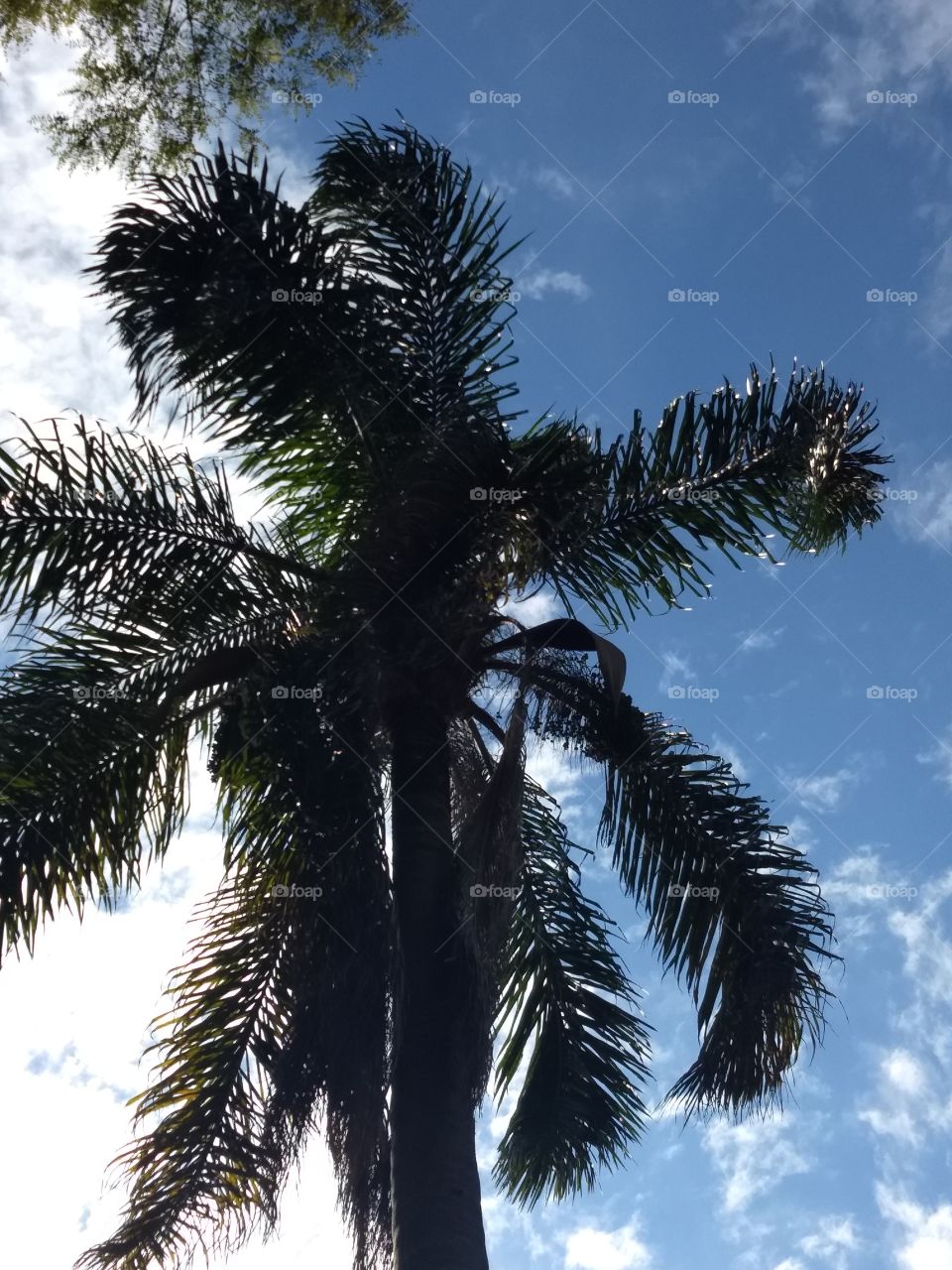 Palm tree