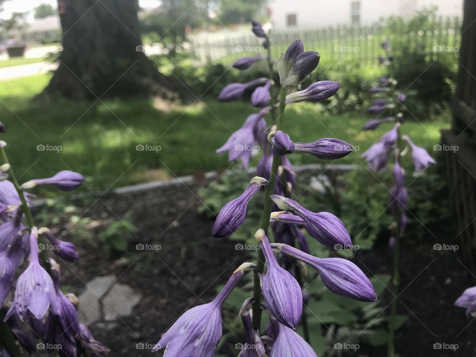 Purple flowers sprouting in the garden. 