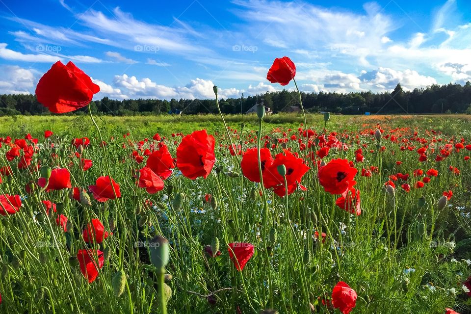 Poppy field