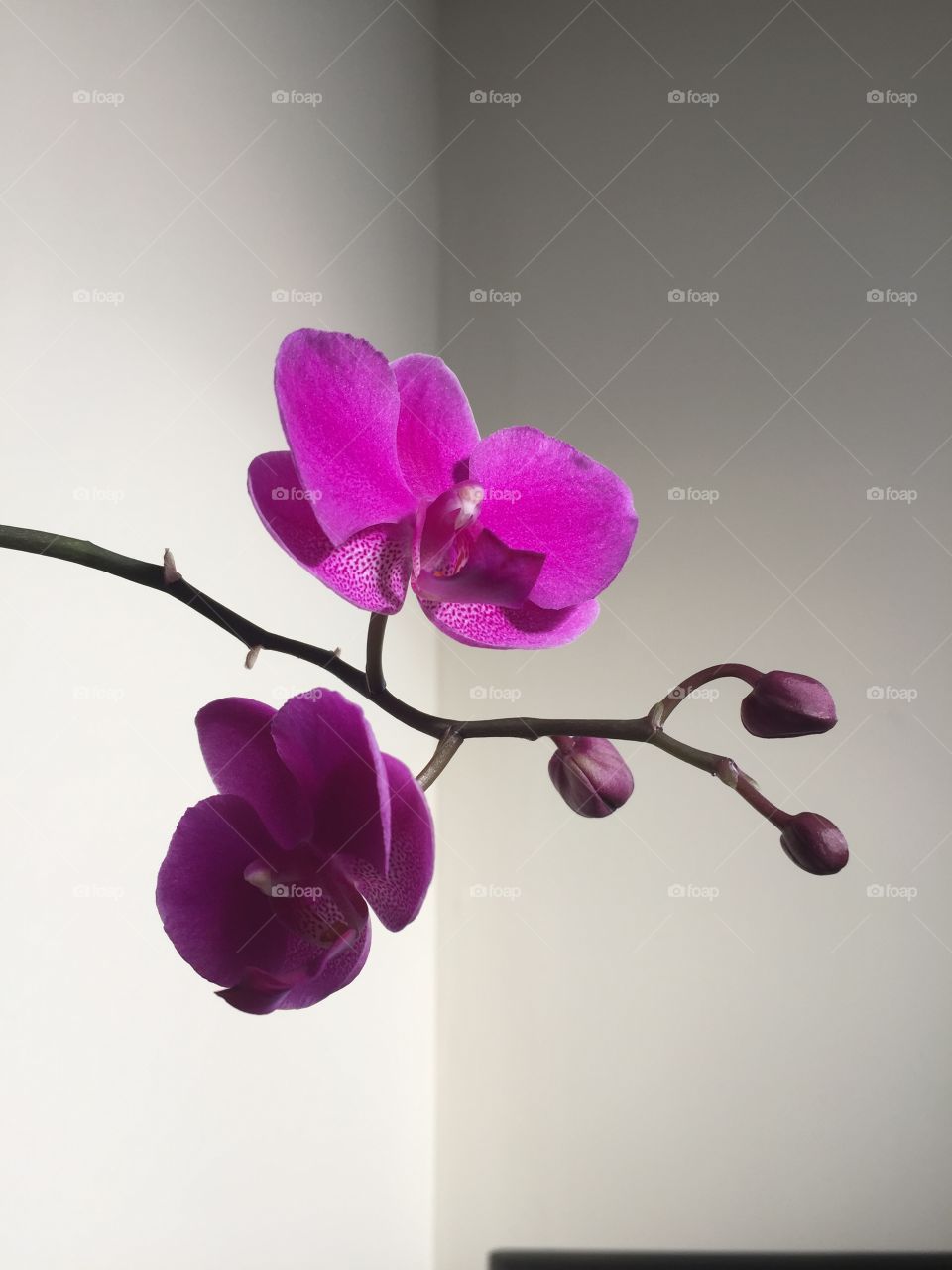 Simple orchids
