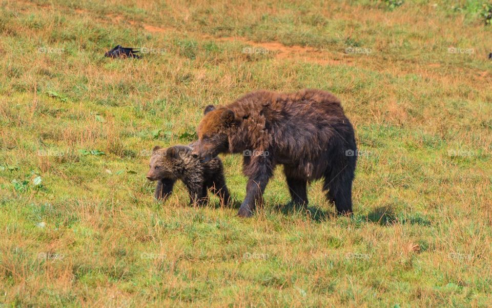 Brown bear (Ursus arctos) mother and her cub, walking together at a field.