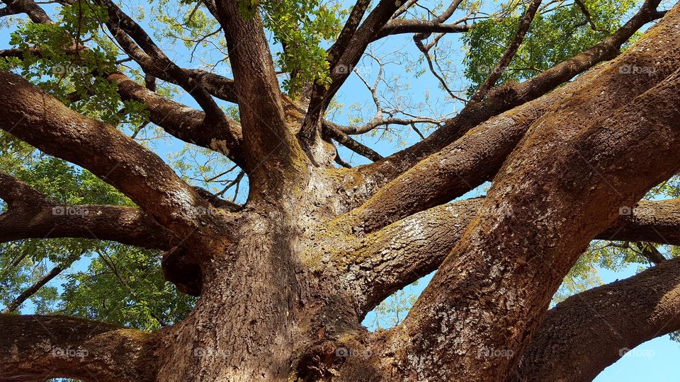 Jequetiba tree.