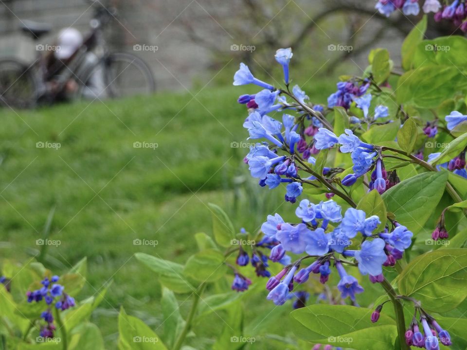 Sky blue flowers of Virginia bluebells plants in Central Park New York in the spring. With woman and her bike as backdrop. 