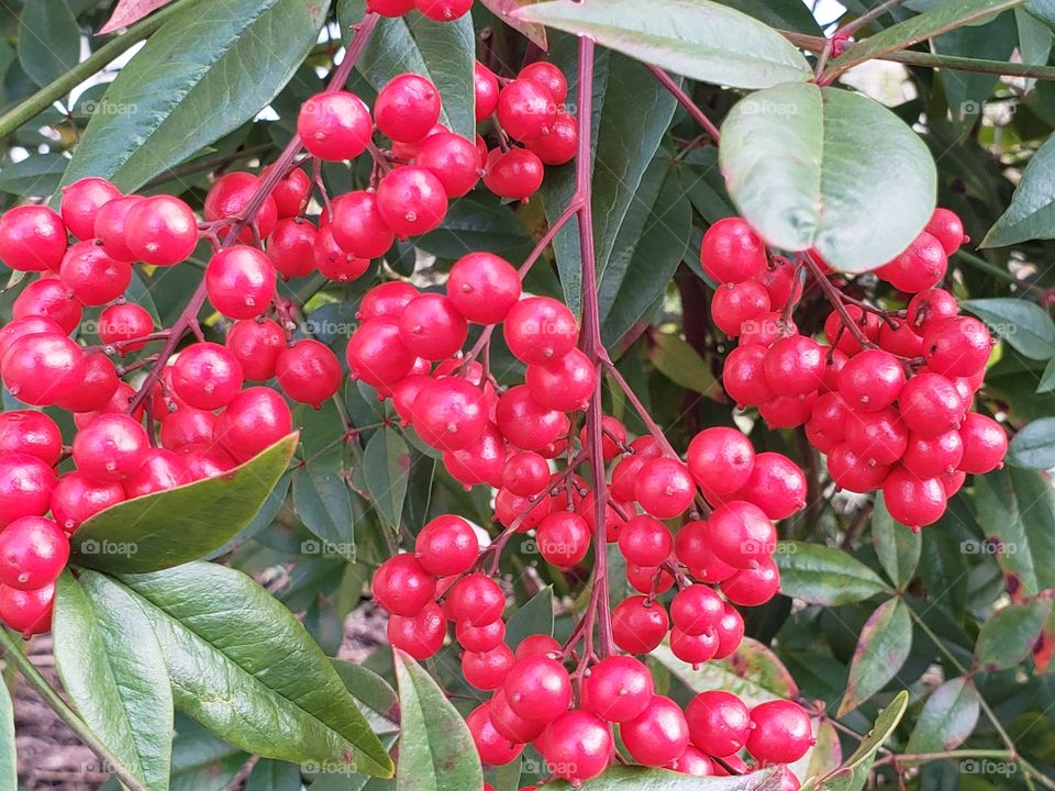 Radiant red berries clusters