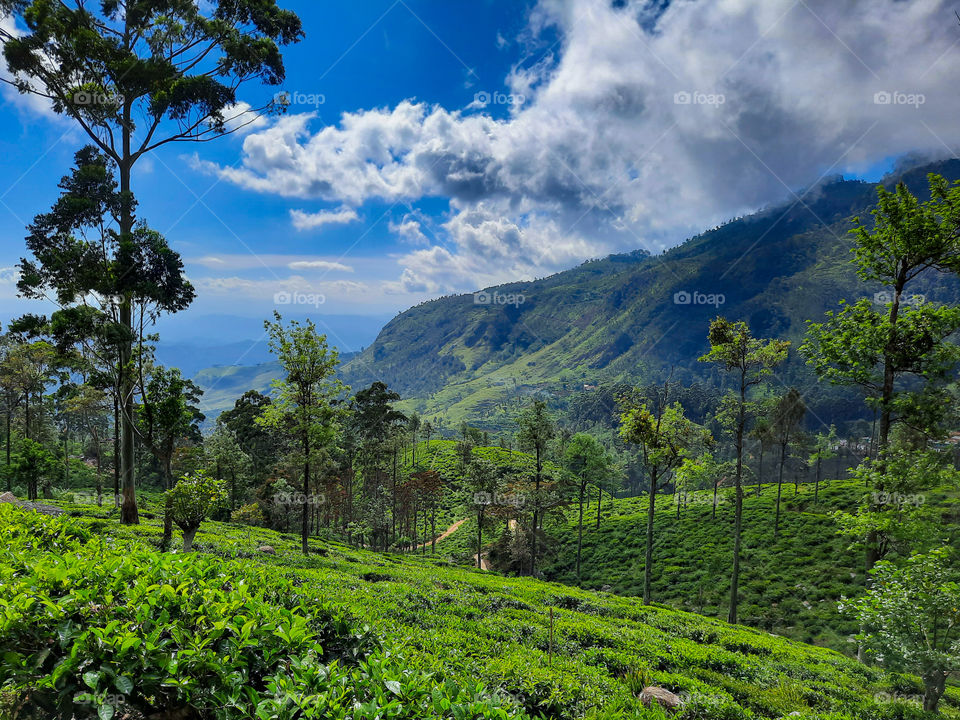 Breathtaking views from the gorgeous lavish nature in hill country of Sri Lanka. Rich tea plantation with beautiful backgrounds.