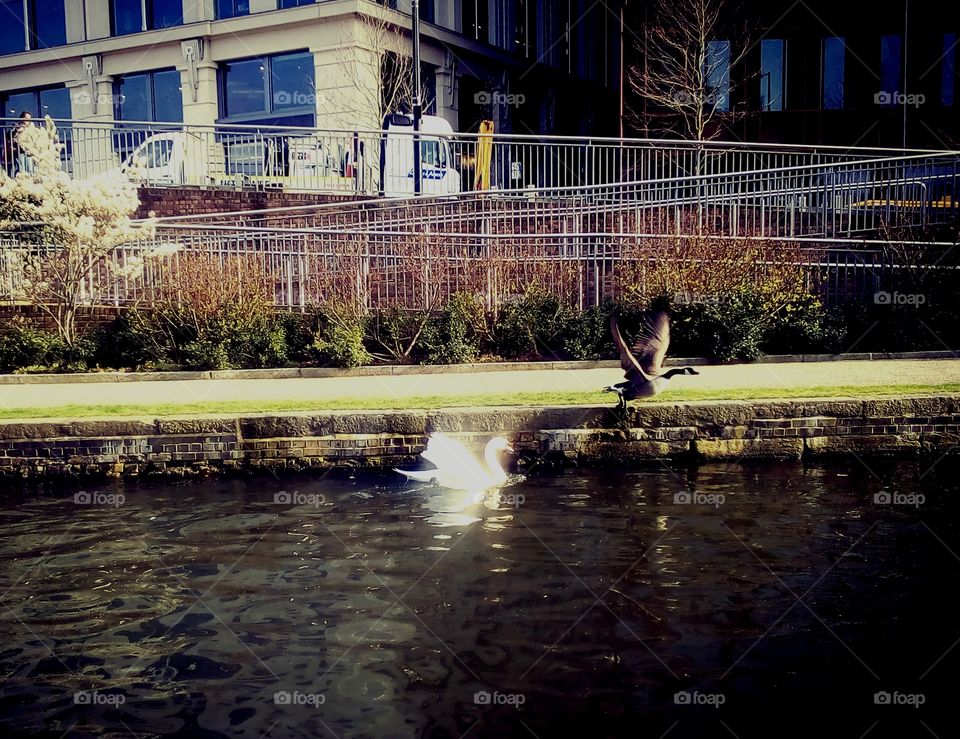 #duck #goose #camden #london #beuty #nature #city