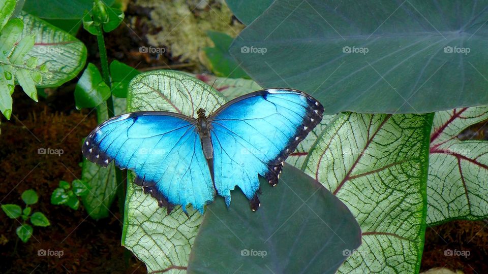 Blue morpho butterfly 